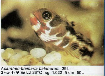 Acanthemblemaria balanorum